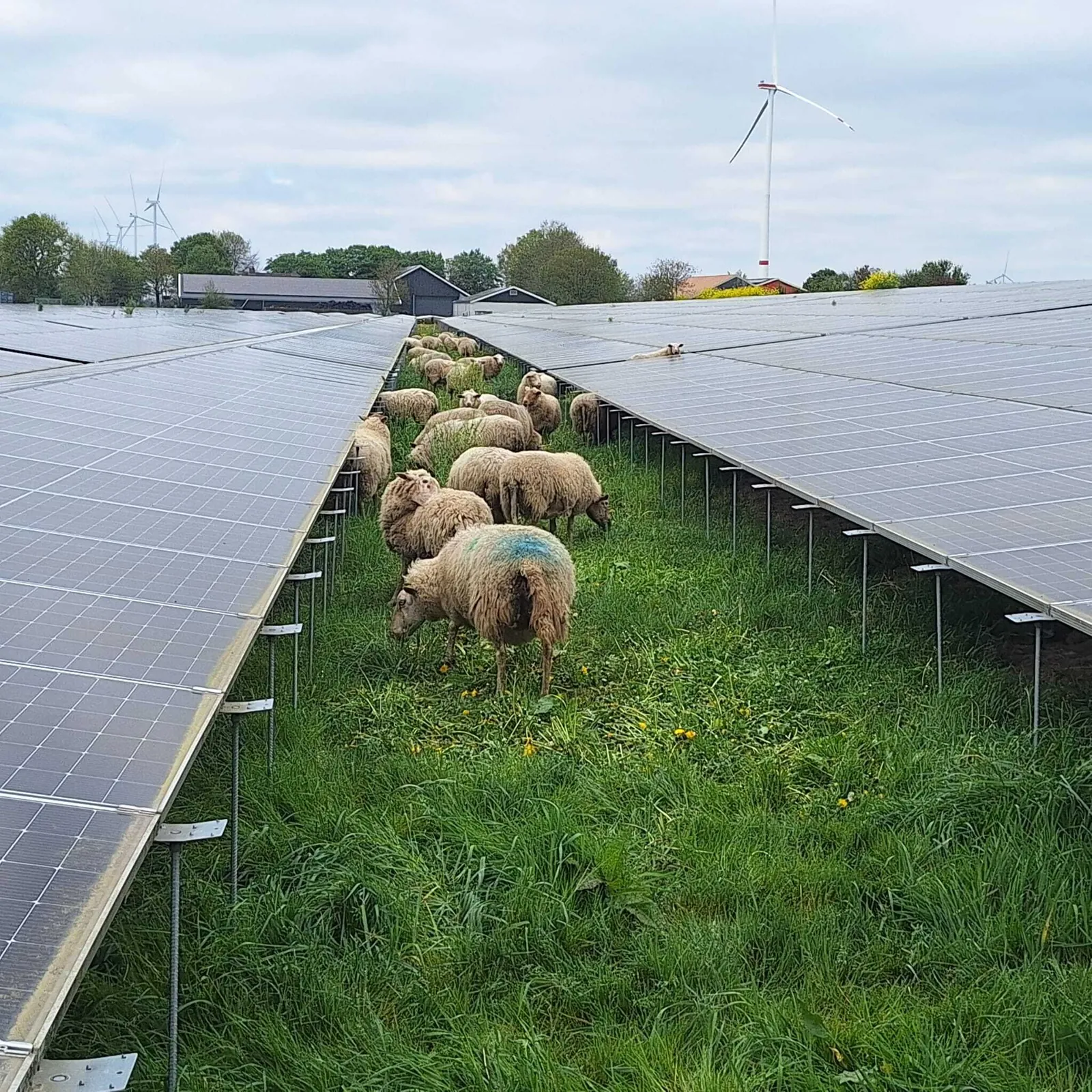 The power of grazing